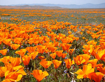 World of Mouth: Antelope Valley California Poppy Reserve