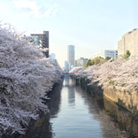 Mother’s Day: Cherry Blossoms Are Here!