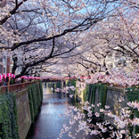 It’s Officially Cherry Blossom Season