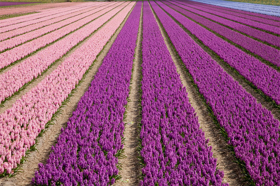 Top 10: Best Gardens Around the World