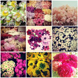 Insta-Flowers: Dutch Flower Line