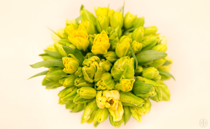 Tory Entertains: Yellow Blooms